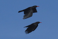 Pyrrhocorax pyrrhocorax